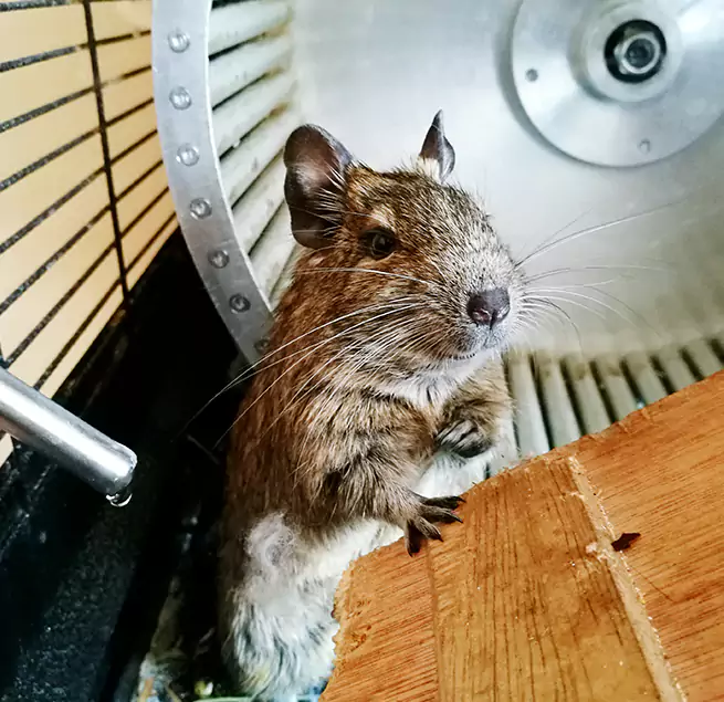 Why Homeowners & Businesses Trust Us Des Plaines, IL